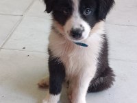 Border Collie Yavrular Black and White