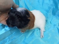 Üreticisinden Safkan Coronet Bebek Ginepig