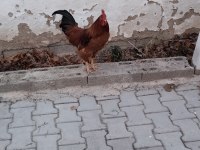 2 adet horoz tavukla takas olur