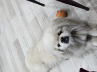 Akıllı bıdık pekinez köpeğimiz badem