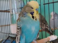 Show JUMBO Yavru ve Yetişkin Muhabbet Kuşu