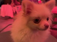 Pomeranian Köpeği