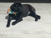 4 Aylık Dişi Pug