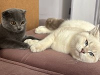 YUVA ARAYAN YAVRU KEDİLER