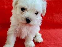 Maltese yavrular