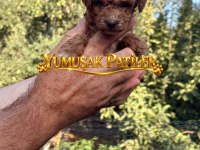 Sevimli Irk Toy Poodle