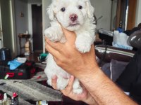 MALTESE TERRİER YAVRULAR A KALİTE