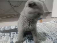 Sahiplendirilecek scottish fold