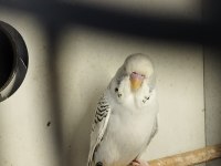 Yeni bebek muhabbet kuşları