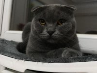 Scottish Fold Oğlumuza Gelin Arıyoruz