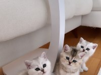 Yavru 2 aylık kedim chinchilla