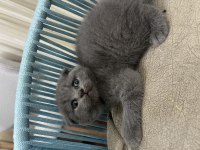 A Kalite Scottish Fold İstanbul