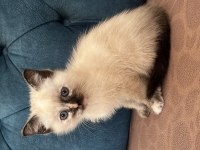 Çok uysal ve sevecen british shorthair