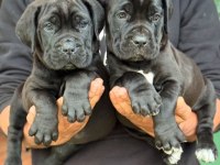 Dişi erkek cane corso kapıda ödemeli güvenli sistem