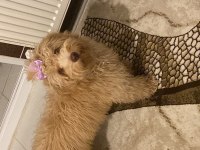 Maltipoo köpeğimize Lilaya ömürlük yuva