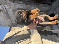 Acil rottweiler yavruları sahiplendirilecektir