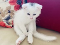 scottish fold bebek