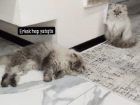 Mama karşılığı british longhair silver point