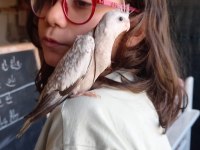Sevimli Sultan Papağanı Yavrusu