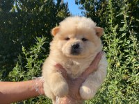 ORİJİNAL A KALİTE CHOW CHOW YAVRULAR