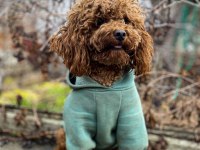 15 AYLIK KORE KUYRUKSUZ POODLE
