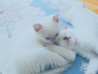 Blue point yavru kediler 2 aylık