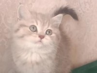 Kaliteli british longhair yavru arayan