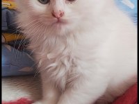 Scottish fold yavrular