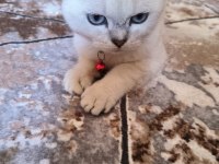 Scottish fold 5 aylık