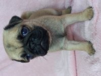 Pug yavruları
