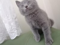 British shorthair