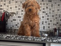 Köpeğimiz Pablo için eş arıyoruz adana içi