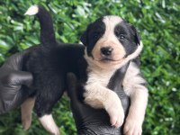 Burkemden A Kalite Border Collie Yavrular