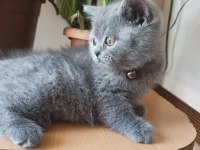 orjinal AYI surat yavrumuz scottish fold