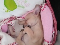 50 günlük pinscher