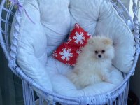 Sağlıklı Yavru Pomeranian Sahiplendiriyorum 3 Aylık