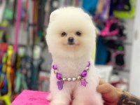 Pomeranian bebekleri