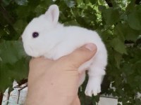 Netherland Dwarf Cüce Tavşanlar