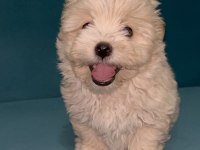 Böyle güzel maltipoo yavrum olsun istiyorsan ulaşabilirsin
