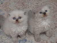 TOPKAFA KAN HATTI BELLİ SAFKAN CİNS KEDİLER