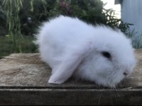Samsun hollanda lop tavşan yavruları