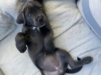 CANE CORSO SAĞLIK VE IRK GARANTİLİ