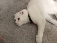 Uygun puanı british shorthair kızımız 11 aylık dişi