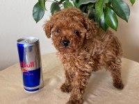AİLEDEN UFAK BOYUTLU TOY POODLE UYGUNA