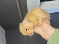 Veteriner Hekimden Hollanda lop mini lop ve cüce tavşan