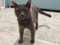 British shorthair annemiz 1 buçuk yaşında