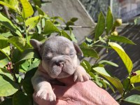 LİLAC TAN ERKEK FRENCH BULLDOG