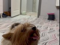 Çift damızlık yorkshire terrier