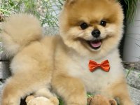 Antalya ırk ve sağlık garantili kar beyaz erkek pomeranian