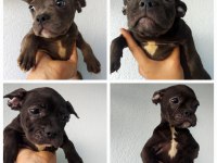 French bulldog yavrularımız yeni yuva arıyor